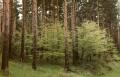 20060520204116-moncayo20052006.jpg