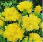 20070426231257-clavel20070426.jpg