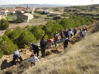 20080303235726-dia-arbol-grisel.jpg