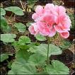 20080412171419-geranio.jpg
