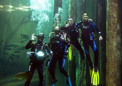 20080906095906-faras-en-el-acuario.jpg